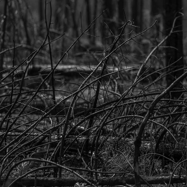 hauntedforest-4